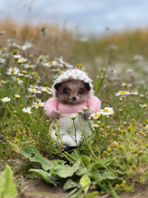 Load image into Gallery viewer, The Crafty Kit Company - Beatrix Potter Mrs Tiggy-Winkle - Needle Felting Kit